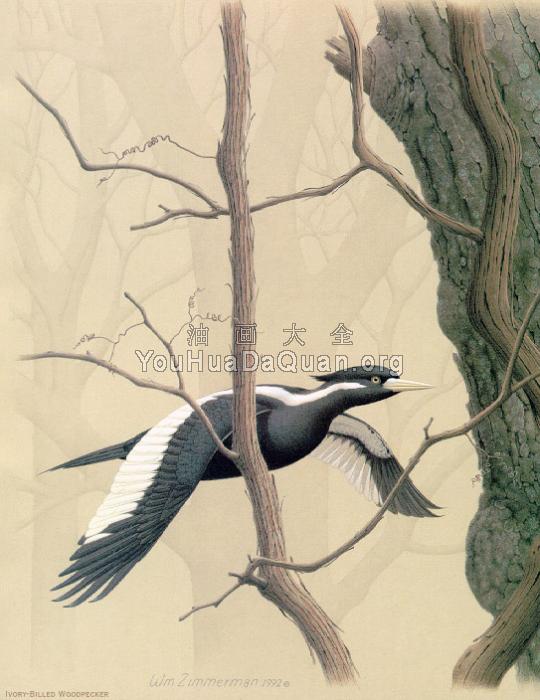 Ivory billed Woodpecker - 威廉·齐默曼
